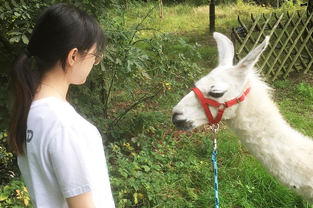 Student looks a white llama in the eye.