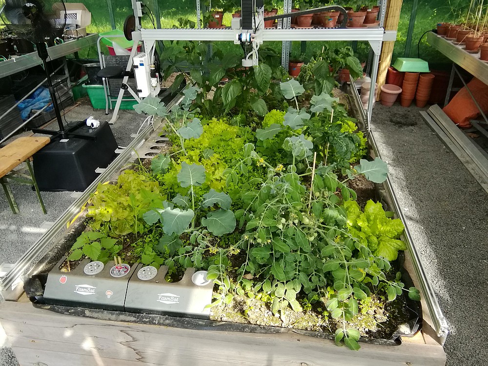 Mit einem Roboter wird Gemüse, wie Tomaten und Salat, automatisch kultiviert. Der Manipulator bewegt sich dazu auf einem Schienensystem. Das Beet befindet sich in einem Gewächshaus.